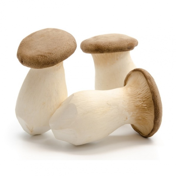 1576824015980-king-trumpet-oyster-mushroom